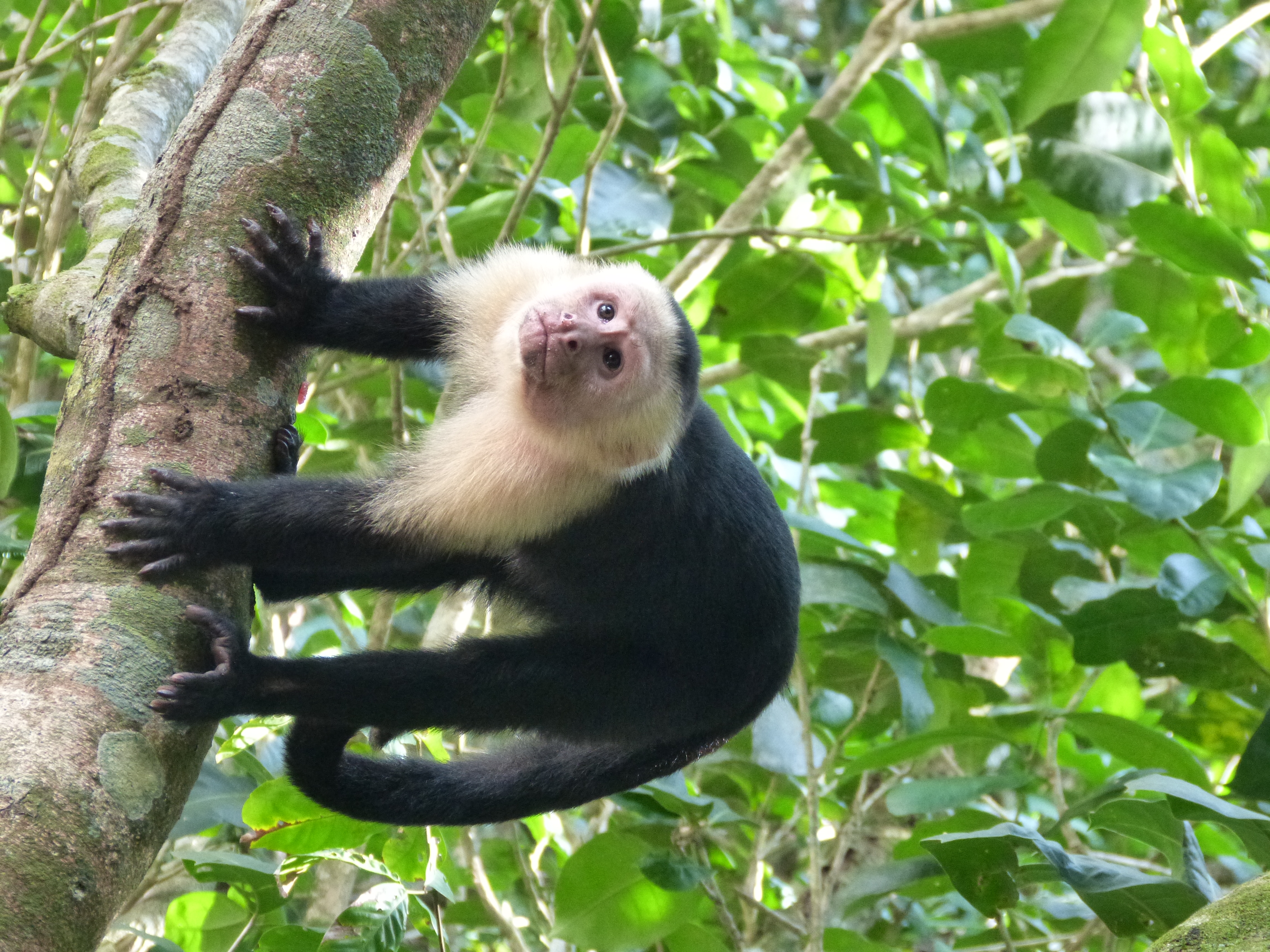 Singe capucin sur une branche d'arbre au Costa Rica.